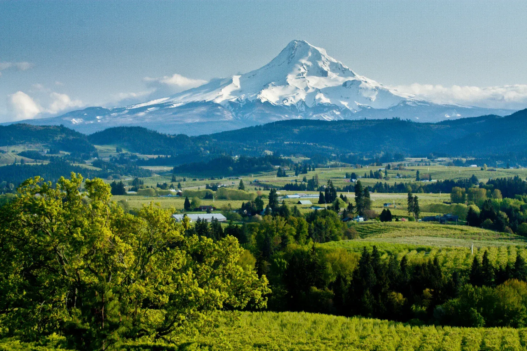 Farmland and Farms in Oregon with a view of Mt. Hood on a sunny day.